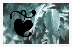 Das Efeublatt symbolisierte in griechischen, römischen und frühchristlichen Kulturen die ewige Liebe, denn der »Gemeine Efeu« (Hedera helix) ist eine sehr langlebige Pflanze, die nicht selten 500 Jahre alt werden kann. Beispiel: Vergleich eines Aldusblattes aus dem Font »ITC Zapf Dingbats« von Hermann Zapf (1918—2015) im Vergleich zu blühfähigen Laubblättern (Altersform) des Efeus, die etwa 20 Jahre nach der Keimung auftreten können.